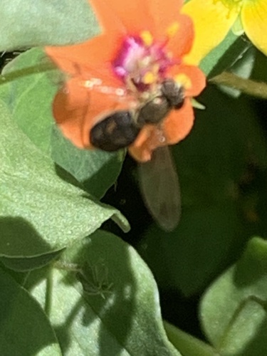 Unknown species found near Madonna Dr, Suisun City, CA, US
