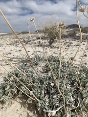 Enceliopsis nudicaulis