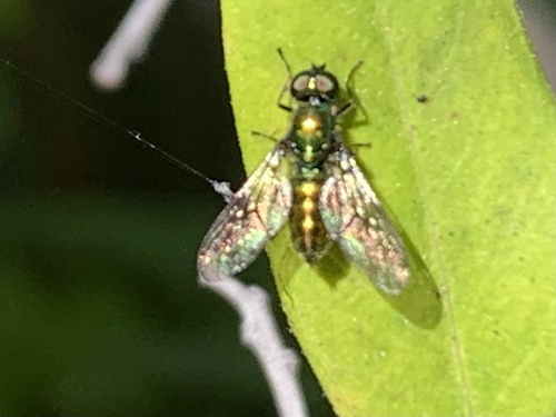 Unknown species found near Madonna Dr, Suisun City, CA, US
