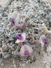 Astragalus phoenix