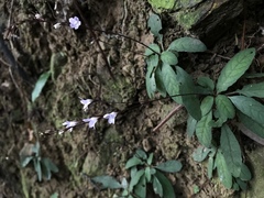 Staurogyne concinnula