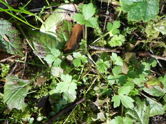 Ranunculus uncinatus
