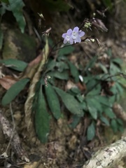Staurogyne concinnula