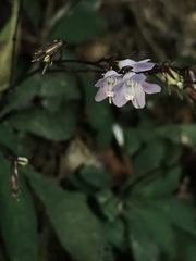 Staurogyne concinnula