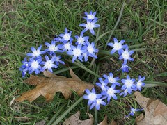 Scilla forbesii