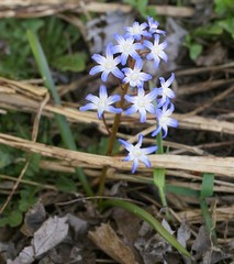 Scilla forbesii