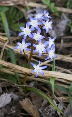 Scilla forbesii