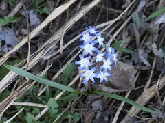 Scilla forbesii