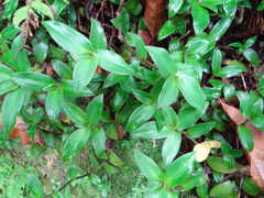 Cyanotis ciliata