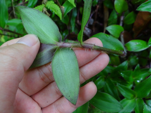 Cyanotis ciliata, photograph 1