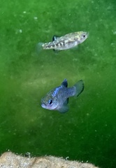 Cyprinodon nevadensis mionectes