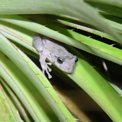 Scinax granulatus