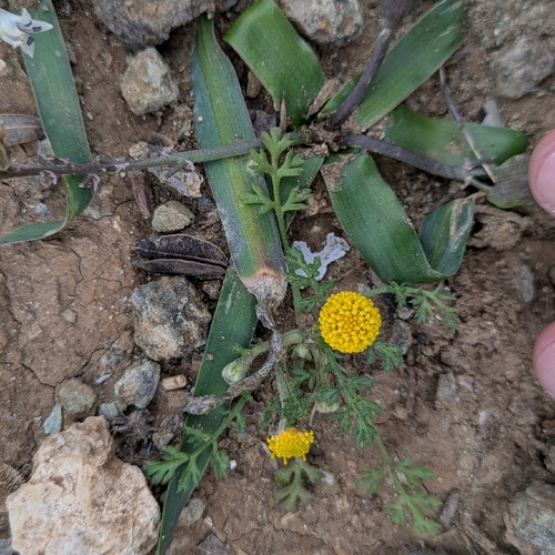 Rayless Chamomile (Anthemis rigida)