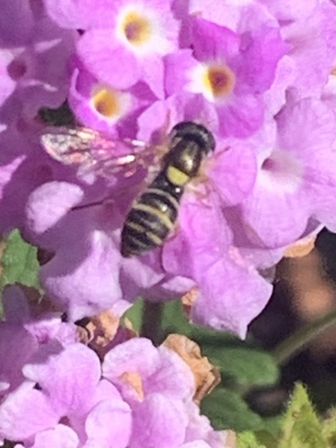 Unknown species found near Madonna Dr, Suisun City, CA, US