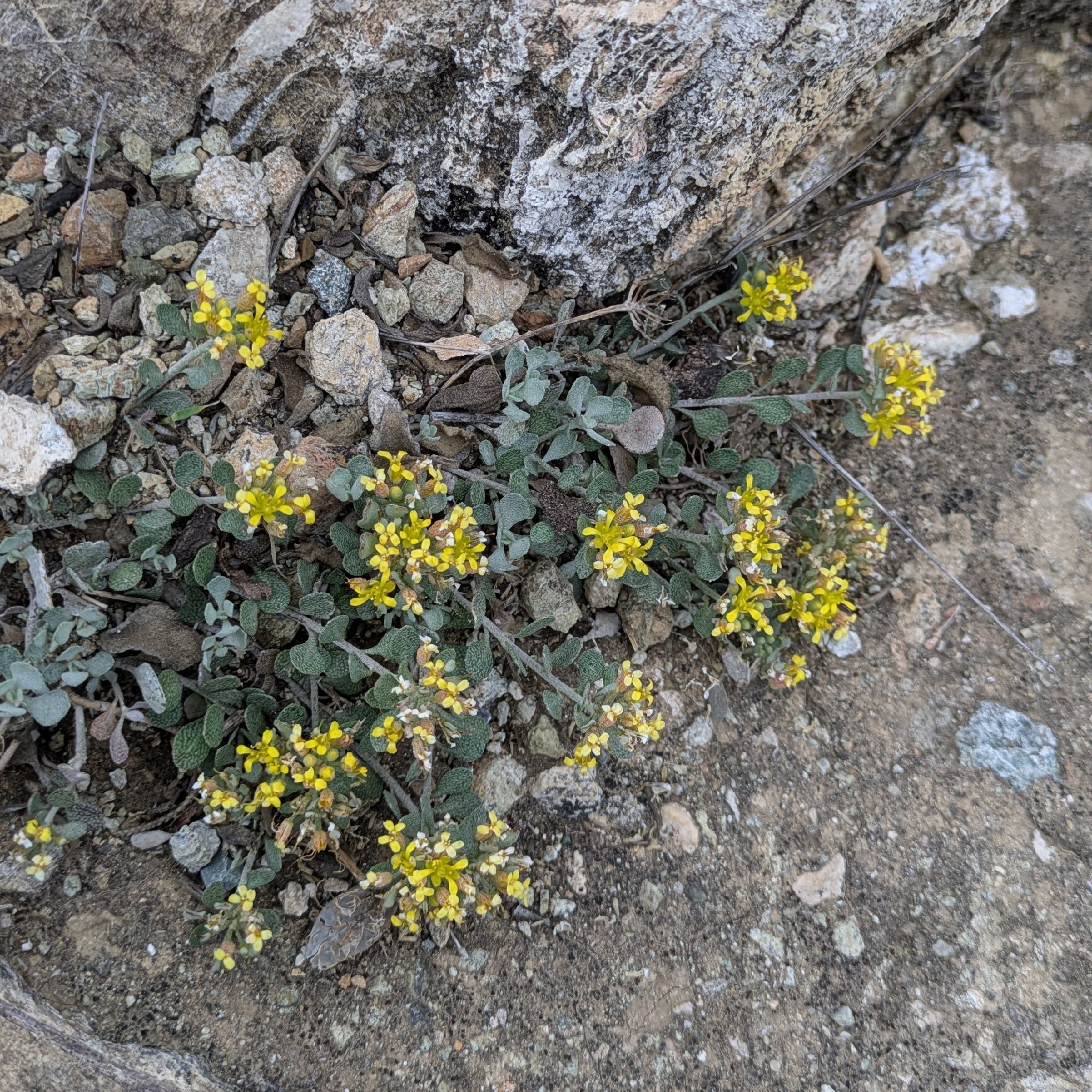 Odontarrhena akamasica