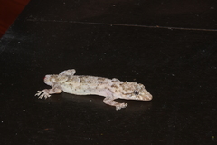 Hemidactylus mercatorius