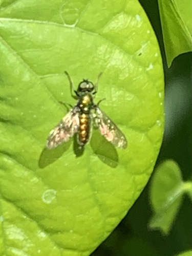 Unknown species found near Madonna Dr, Suisun City, CA, US