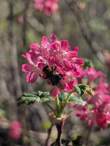 Unknown species found near Multnomah Falls, Oregon 97014, USA