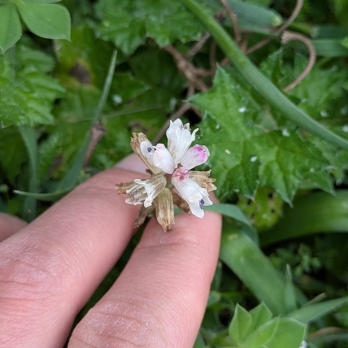 Snow bellevalia (Bellevalia nivalis)