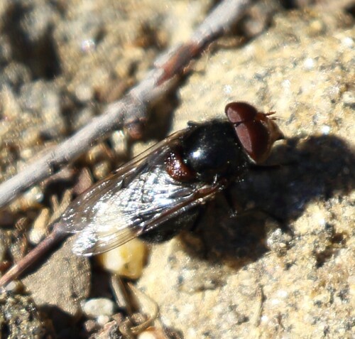 Unknown species found near Mt Laguna, CA 91948, USA