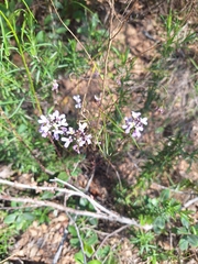 Iberis linifolia