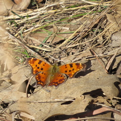 Polygonia comma