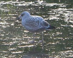 Larus argentatus