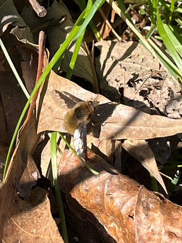 Unknown species found near Beaty Cemetery Rd, Albany, KY, US