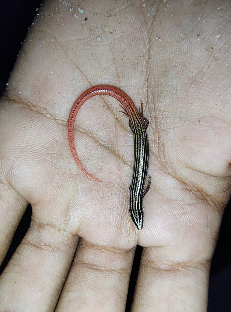 Vanzosaura multiscutata