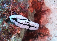 Phyllidiopsis shireenae
