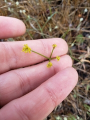 Lomatium marginatum marginatum