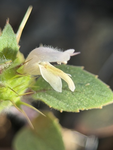 Santa Clara thornmint (Acanthomintha lanceolata)