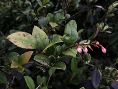 Vaccinium wrightii