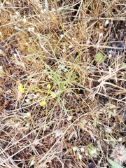 Lomatium marginatum marginatum