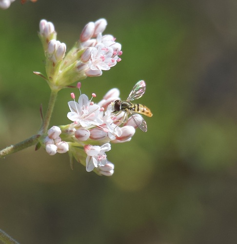 Unknown species found near San Diego, CA, USA