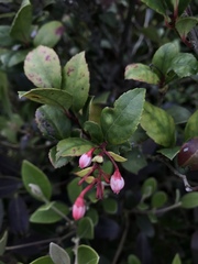 Vaccinium wrightii