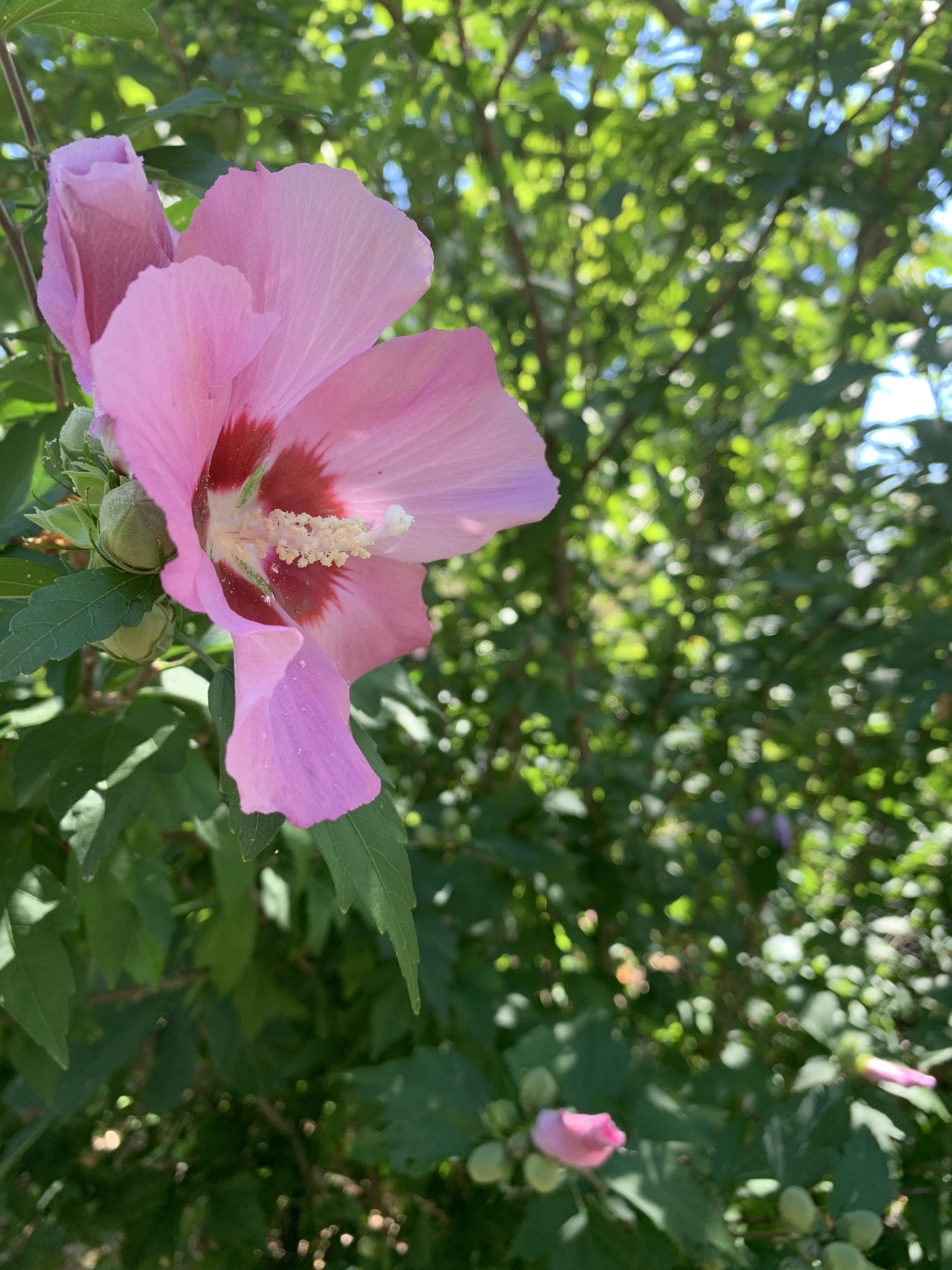 Common Hibiscus (Hibiscus syriacus)