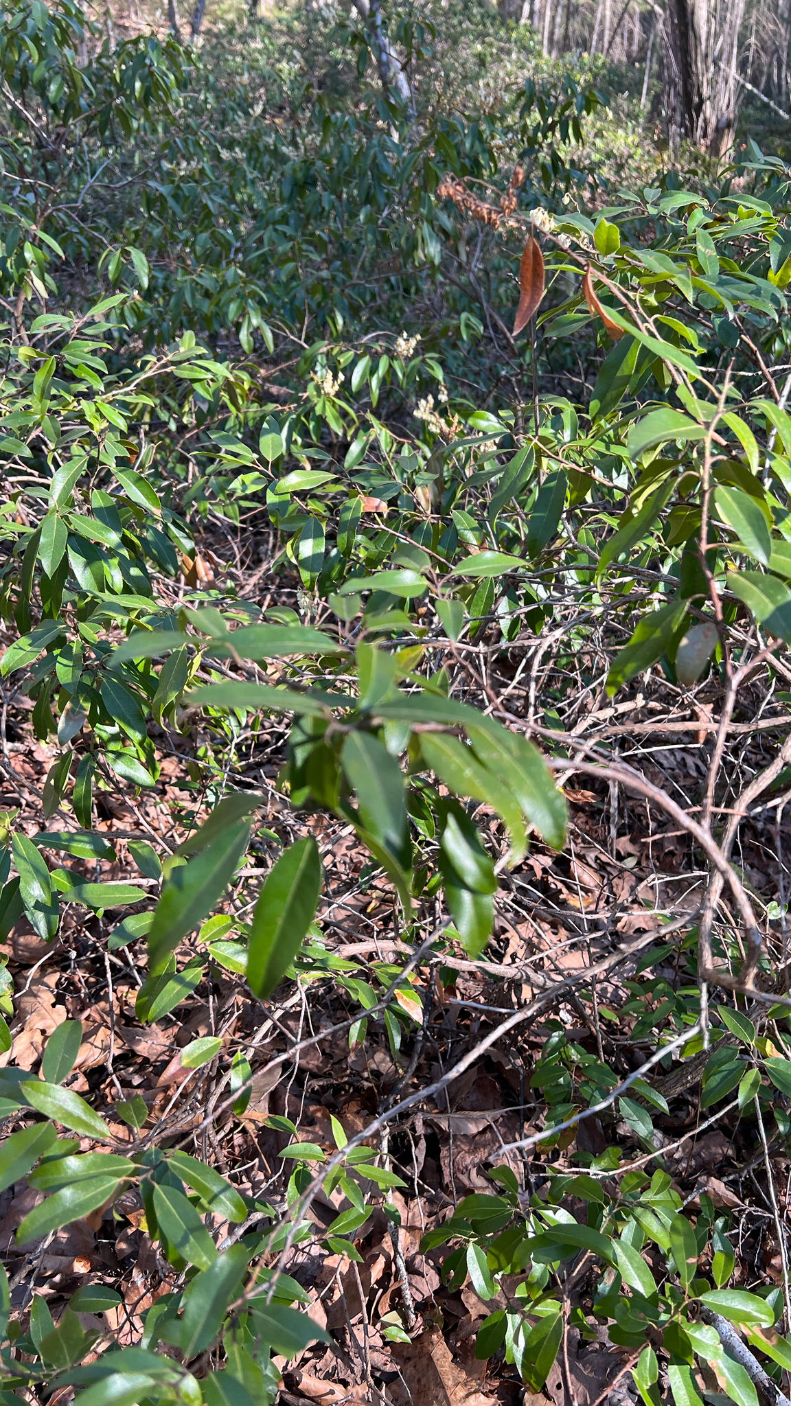 Mountain Andromeda (Pieris floribunda)