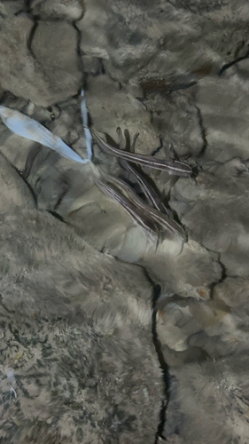 Plotosus lineatus
