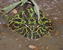 Ceratophrys ornata