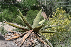 Agave xylonacantha