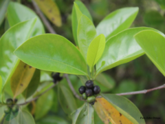 Cordiera concolor