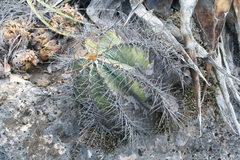 Astrophytum ornatum