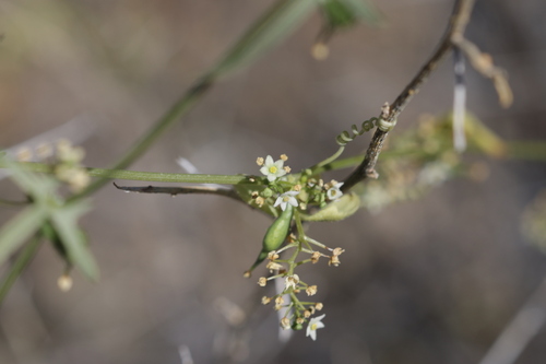 Desert Starvine (Brandegea bigelovii)
