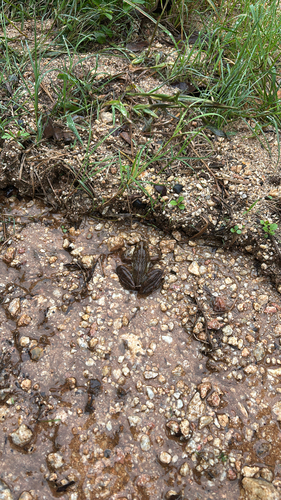 Common River Frog