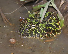 Ceratophrys ornata