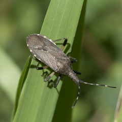 Dicranocephalus agilis