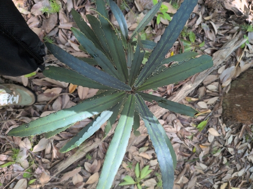 Brexia madagascariensis observed 2026-03-28