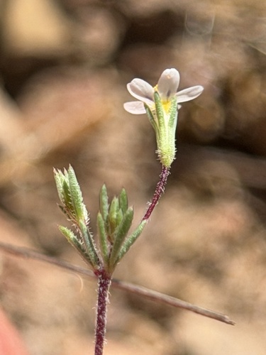 Pygmy Linanthus (Leptosiphon pygmaeus)