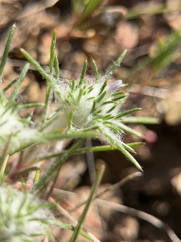 Abrams' woollystar (Eriastrum abramsii)